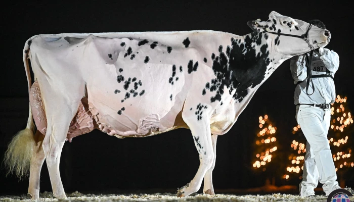 Erbracres Snapple Shakira-ET