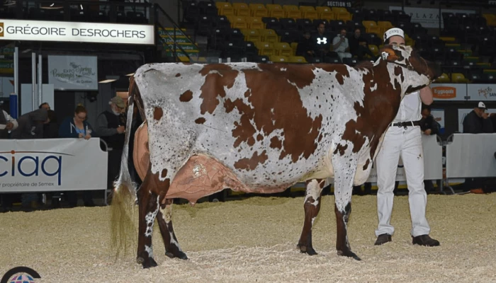 Margot Patagoni, Grande Championne Ayrshire et Réserve Championne Suprême