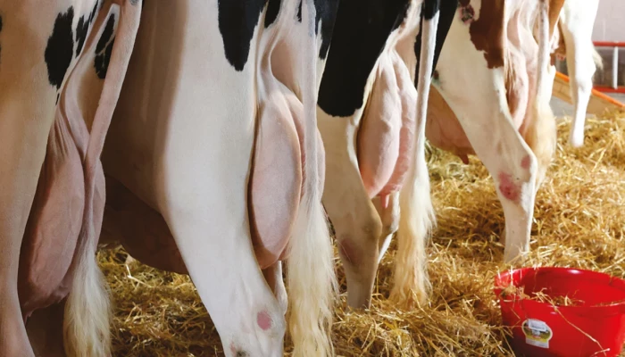 Vaches Holstein vue de derrière