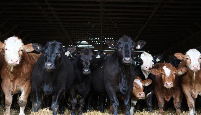 Bovins de boucherie qui observent le photographe