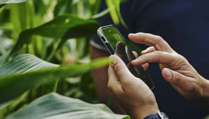 Prise de données d'un champ de maïs directement sur le terrain