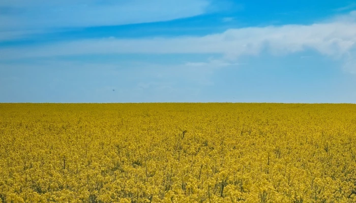 Drapeau de l'Ukraine formé par un paysage agricole