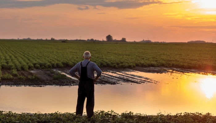 Un homme regarde un champ inondé