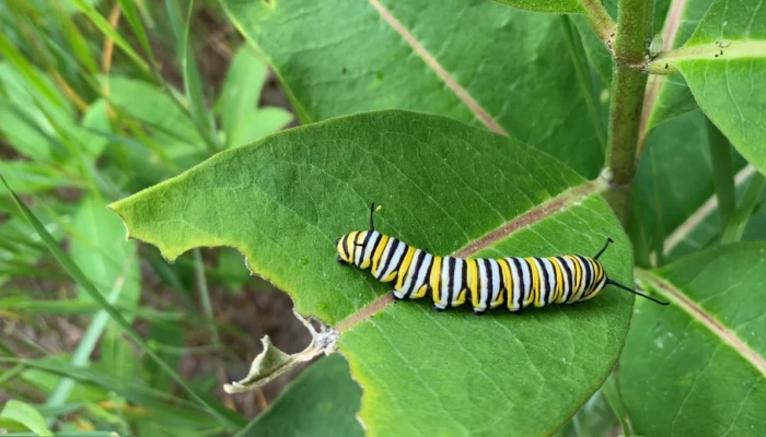 Chenille papillon monarque sur une feuille