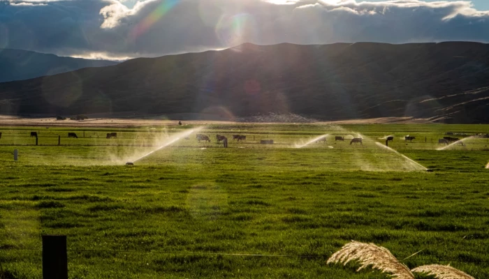 Vaches au pâturage en Nouvelle-Zélande