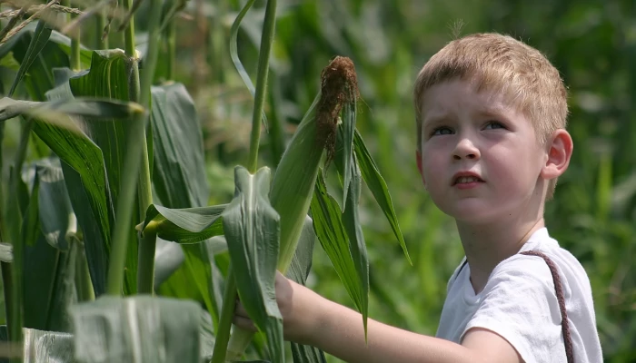 Enfant dans un champ de maïs