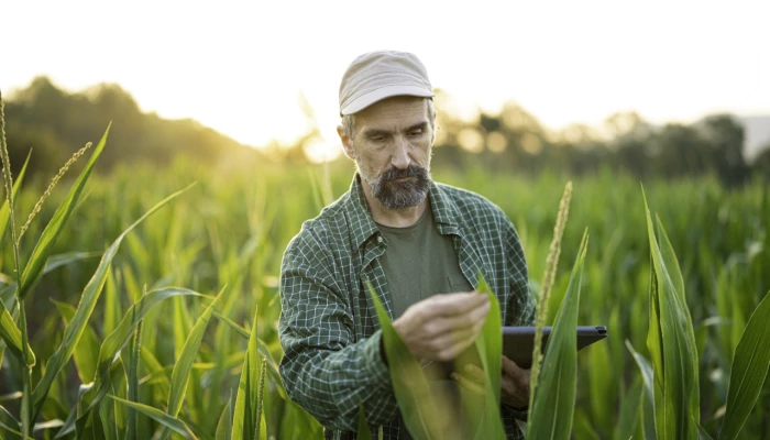 Homme dans un champ qui analyse un végétal