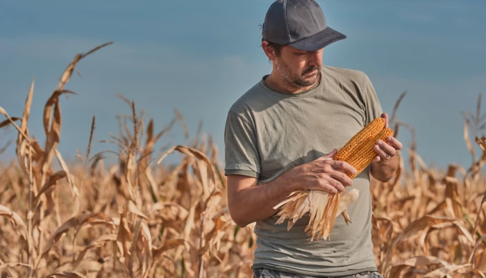 Homme observant du maïs pour la récolte