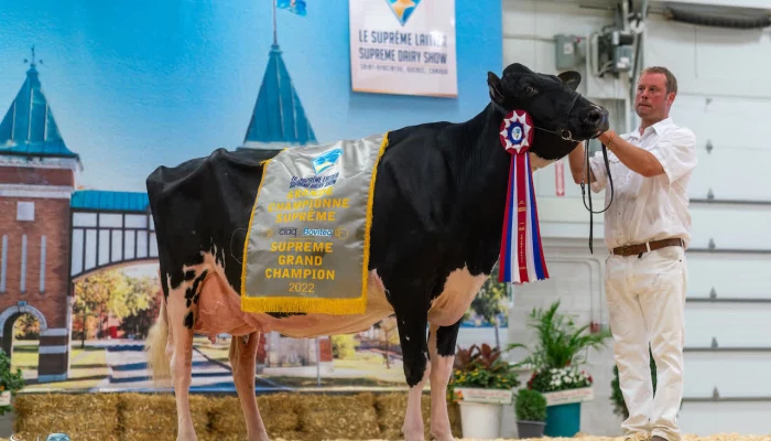 Jacobs Avalanche Bradly, EX 94, propriété de la Ferme Jacobs de Cap Santé