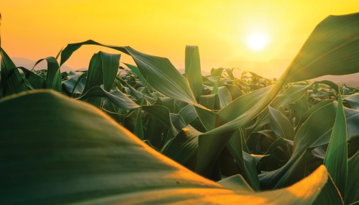 Un champ de maïs avec des effets de lumière.