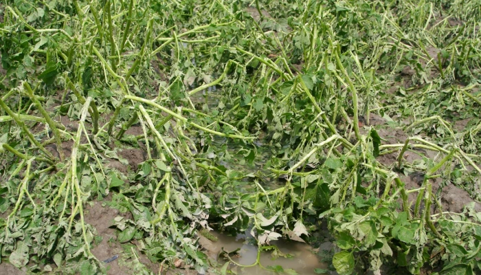 Plantes fanées par les inondations