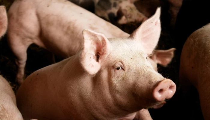 Porc qui regarde la caméra