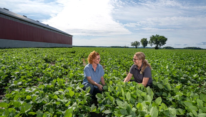 Deux expertes-conseil de Sollio Agriculture accroupies dans un champ de soya 