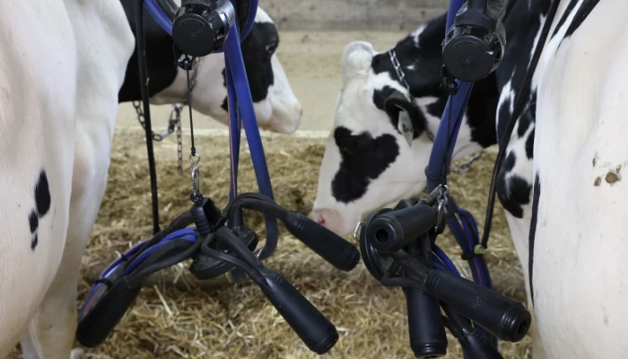 Trayeuses dans une étable à stabulation entravée