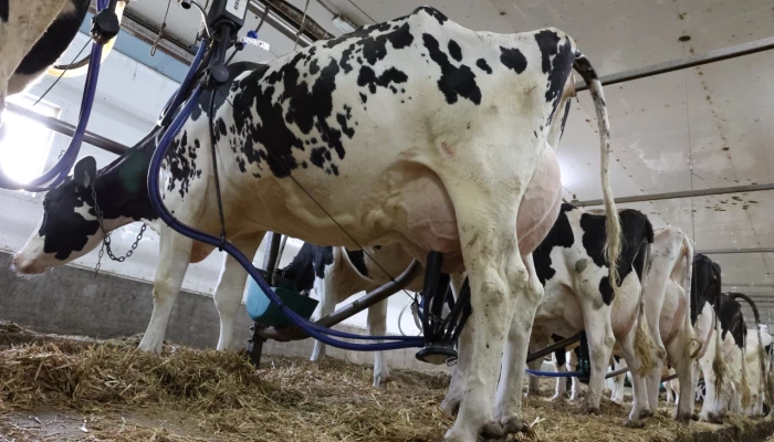 Une vache Holstein en train d'être traite