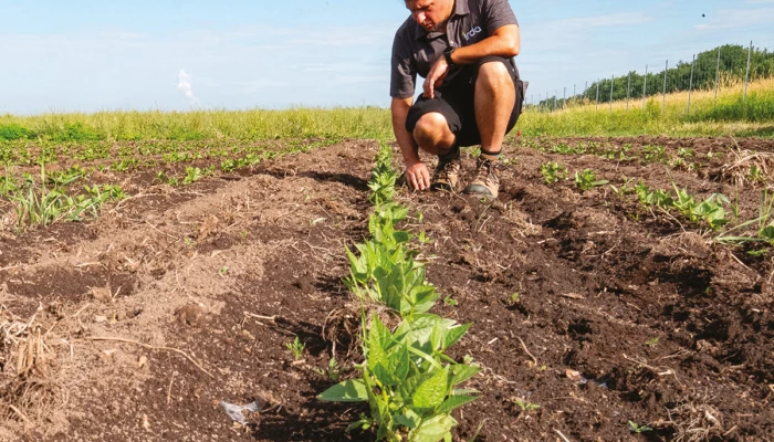 Maxime Lefebvre, chercheur à l’IRDA, chapeaute un projet de recherche pancanadien sur les vers-gris.