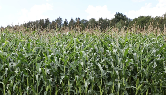 Champs de maïs