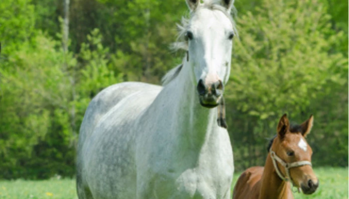 Une jument et son poulain