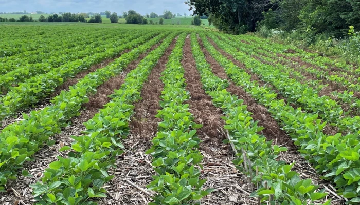 Du soya poussant entre des résidus de paillis de maïs.