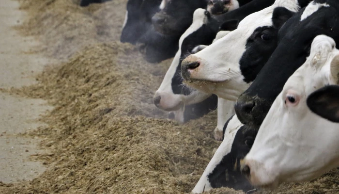 Des vaches en lactation consommant une ration totale mélangée.