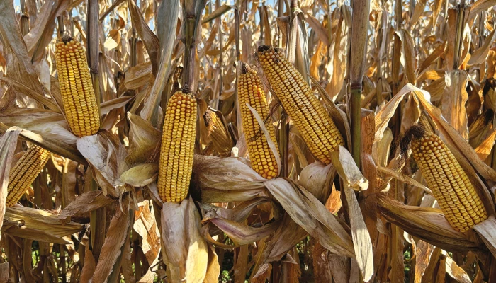 Maïs