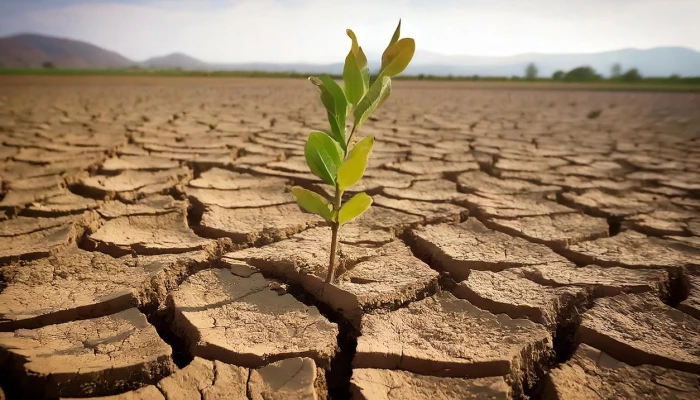 Plante poussant dans une terre arride