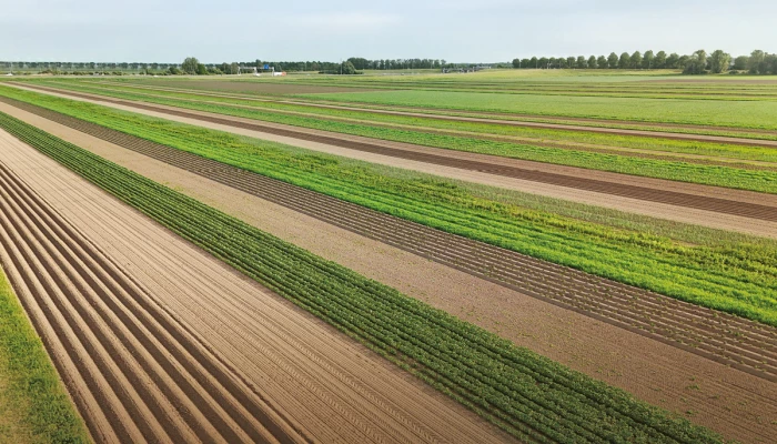 Bandes fleuries au Pays-Bas