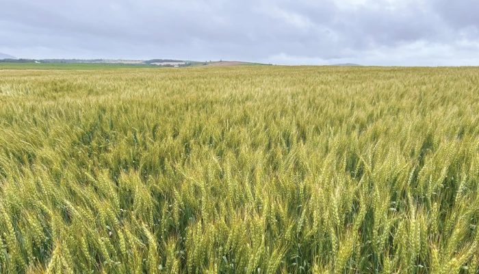 Du blé semé au printemps