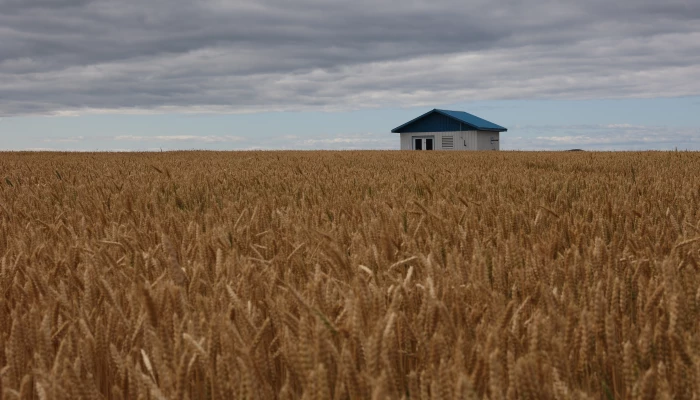 Du blé doré prêt pour la récolte à l'automne