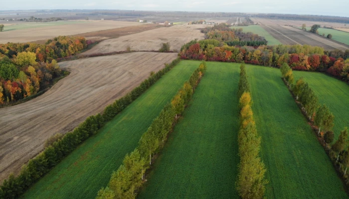 Haies brise-vent d'agroforesterie