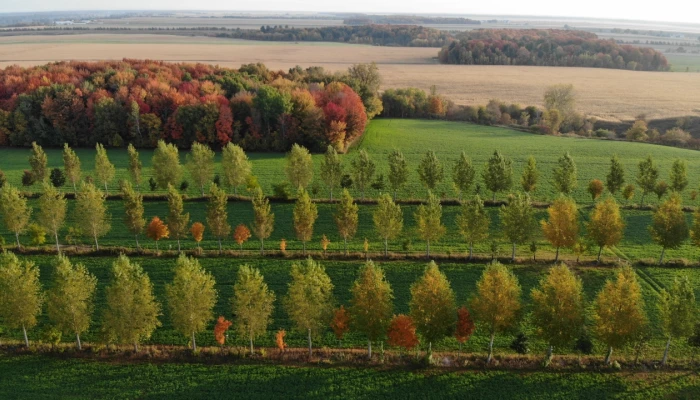 Haies brise-vent d'agroforesterie