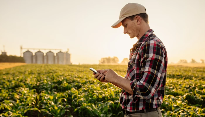 Homme dans un champ regardant son téléphone