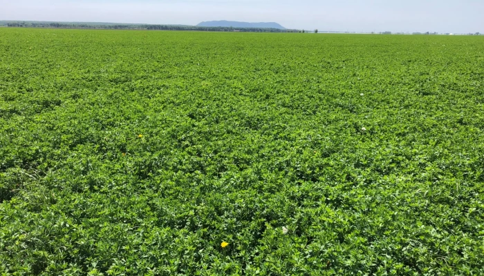 Un champ de plantes fourragères