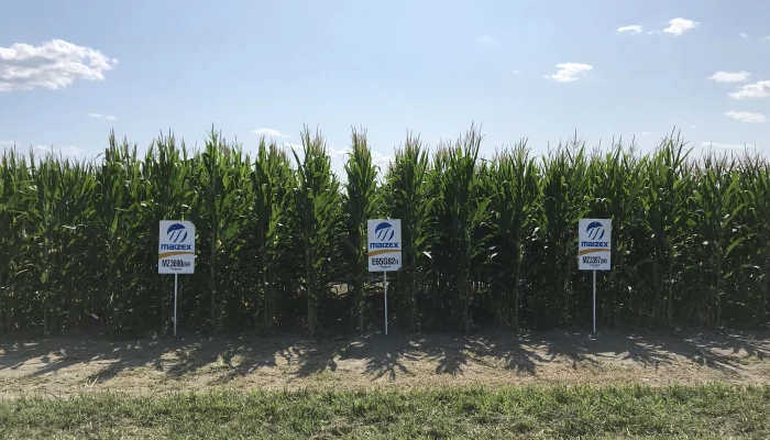 Du maïs en croissance