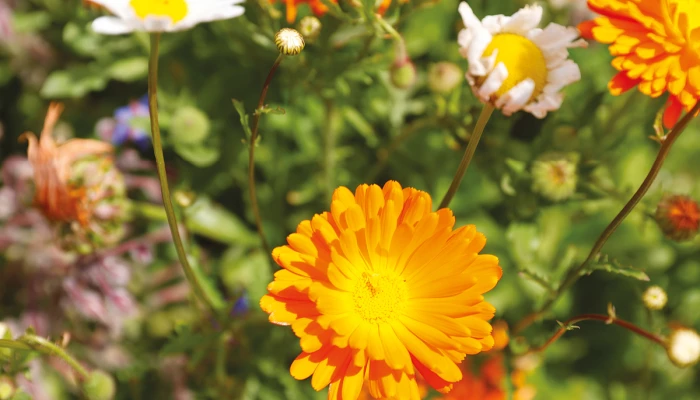Marguerites blanches et oranges