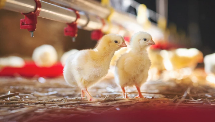 Deux poussins dans un poulailler industriel