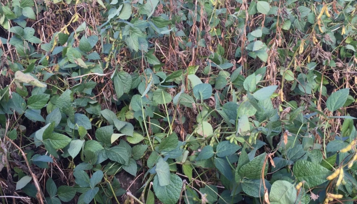 Sclérotinia dans le soya