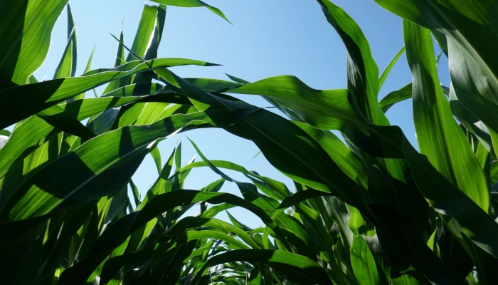 Des têtes de maïs sous un ciel bleu