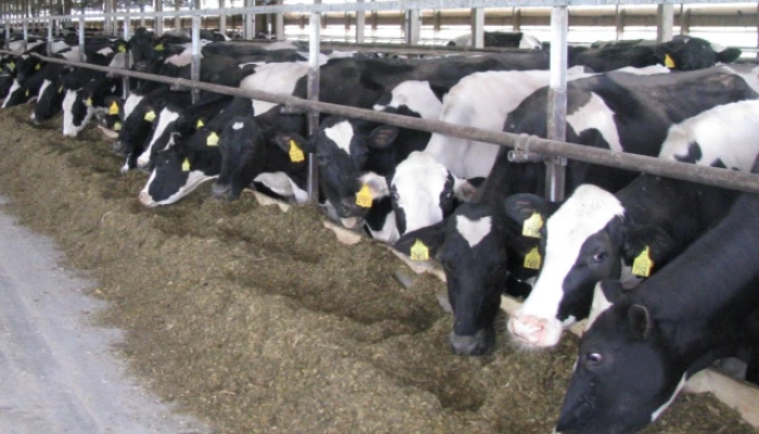 Des vaches consommant du fourrage dans une allée d'alimentation