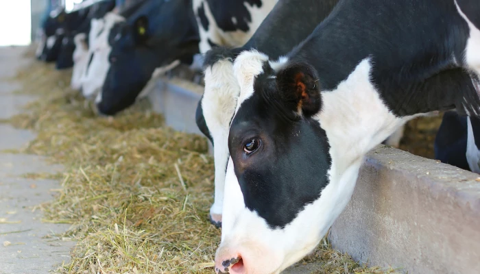 Vache Holstein s'alimente de foin sec.