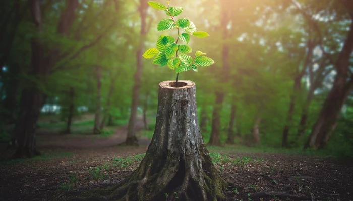 Arbre poussant dans un tronc