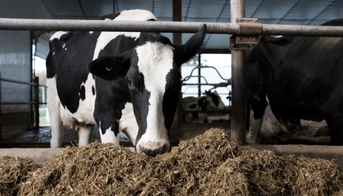 Vache Holstein mangeant
