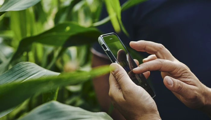 Cellulaire et plants de maïs