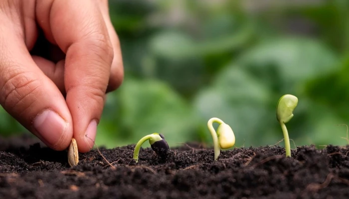 Main plantant une grain qui germera