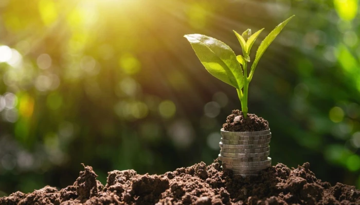 Une plante pousse dans des sous