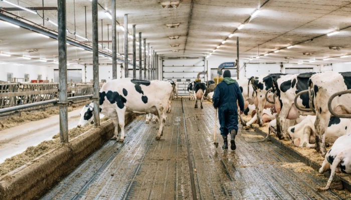 Intérieur de l'étable de la Ferme M.B. Pelletier