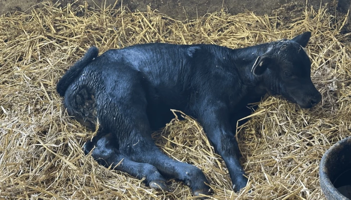 Veau blessé par un coyote.
