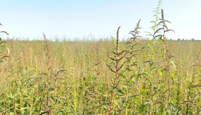 Amarante tuberculée