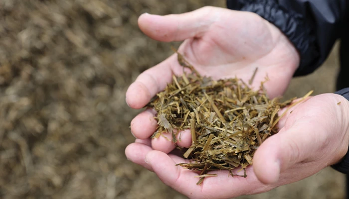 Ensilage dans des mains