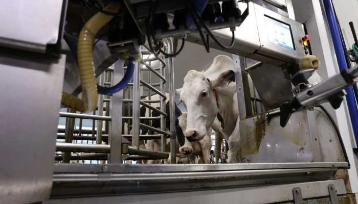 Une vache s'avance dans un robot de traite